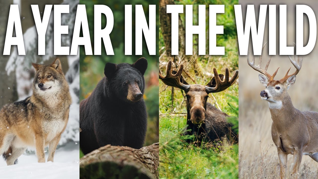 A YEAR IN THE WILD: The Forgotten Trail Cam