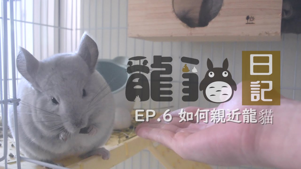 龍貓日記EP.6 - 如何親近龍貓
