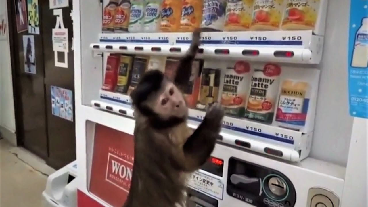 ► Un singe en couche-culotte qui sait utiliser un distributeur de boissons !