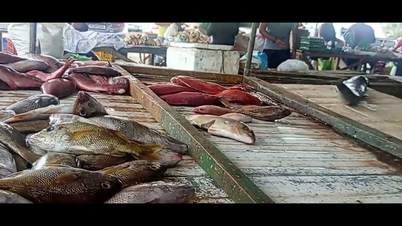 Vídeo é mostrando a fera em Alagoas 