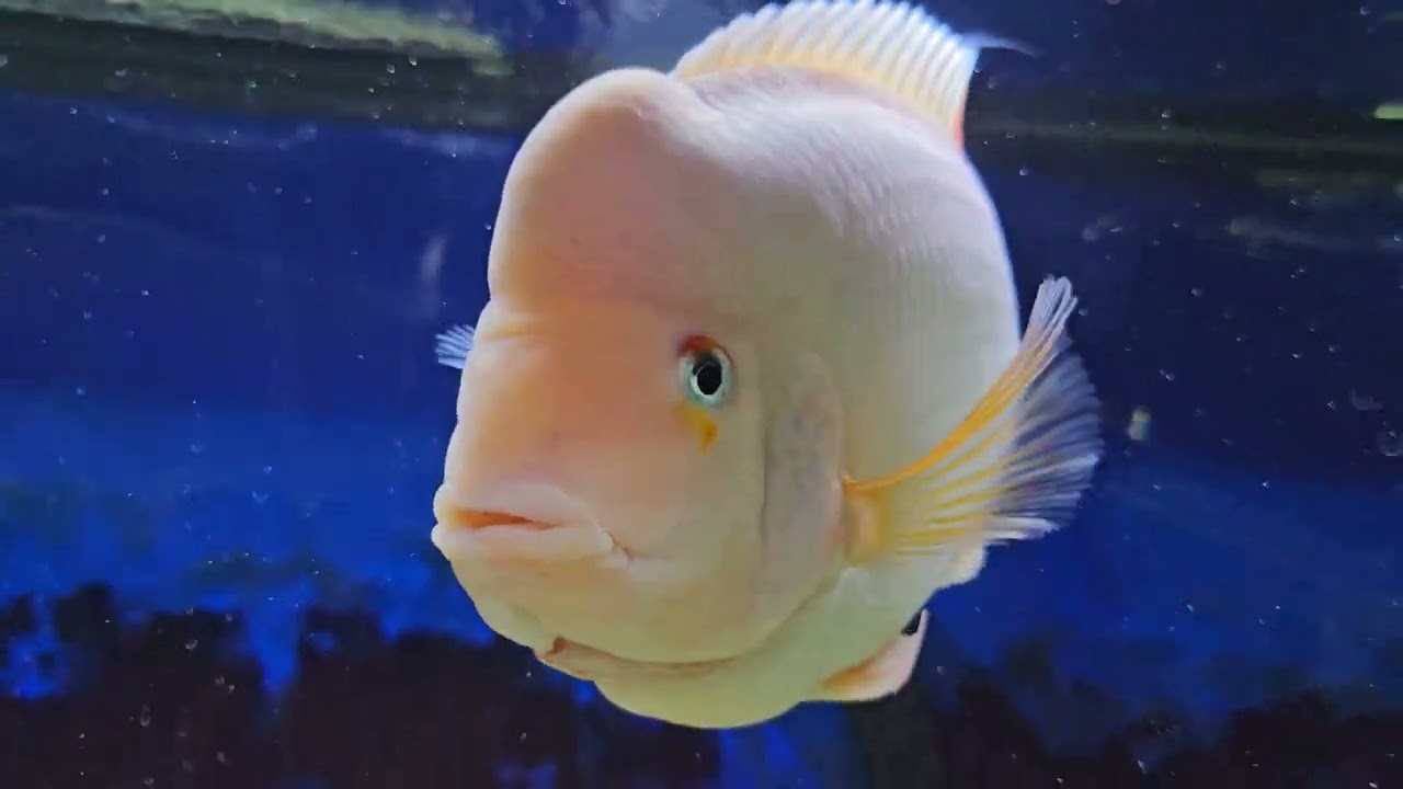 Amphilophus Citrinellus, Midas cichlids it's been a year....