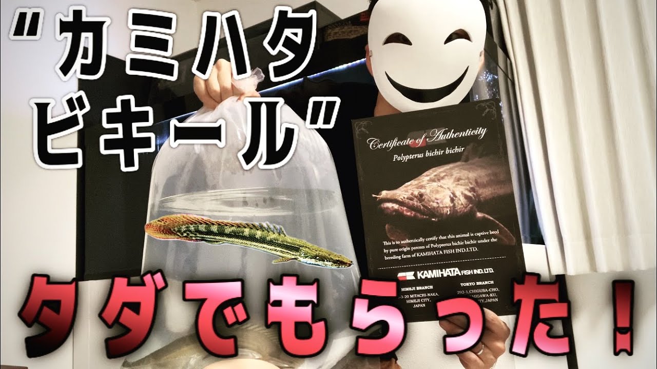 【新魚導入】夢を1つ叶えてもらいました！ ポリプテルスビキールビキール“カミハタビキール”お迎え！ #71