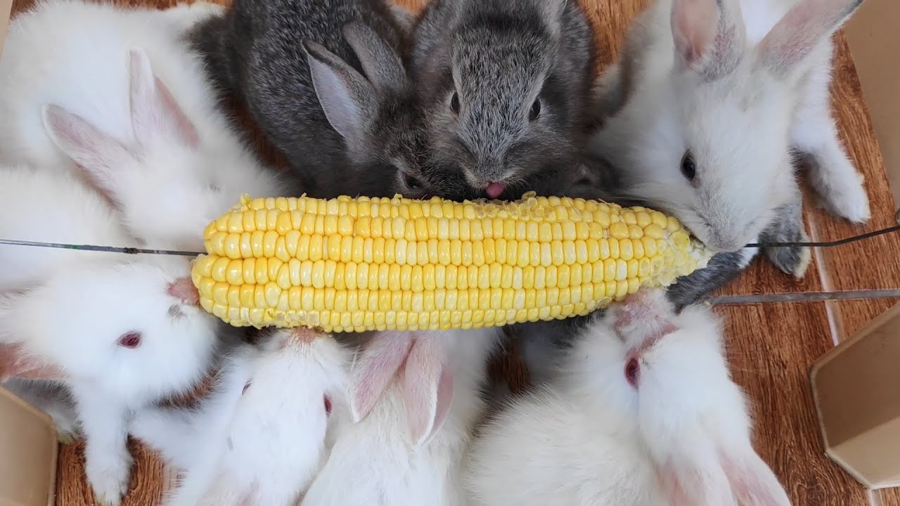 9 Cute baby rabbits eating corn together