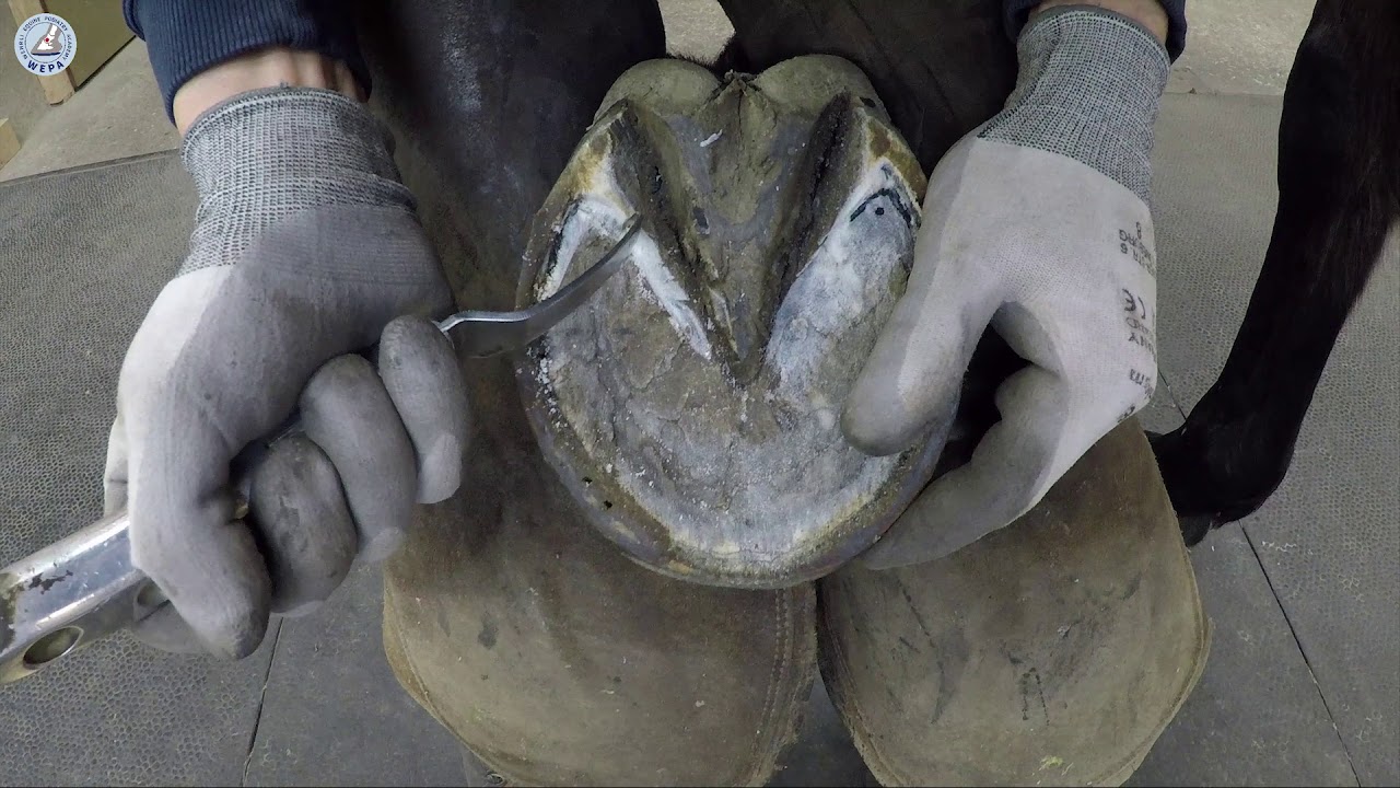 How to find the location of the end from the coffin bone (black sole) (WEPA Shoeing Instr. Pt. 9)
