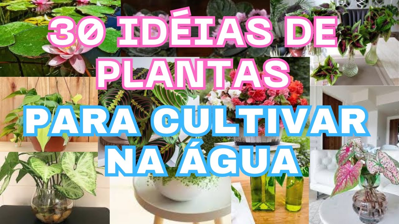 30 Plantas de Interior que Voc&ecirc; Pode Cultivar na &Aacute;gua  | Planta & Decore