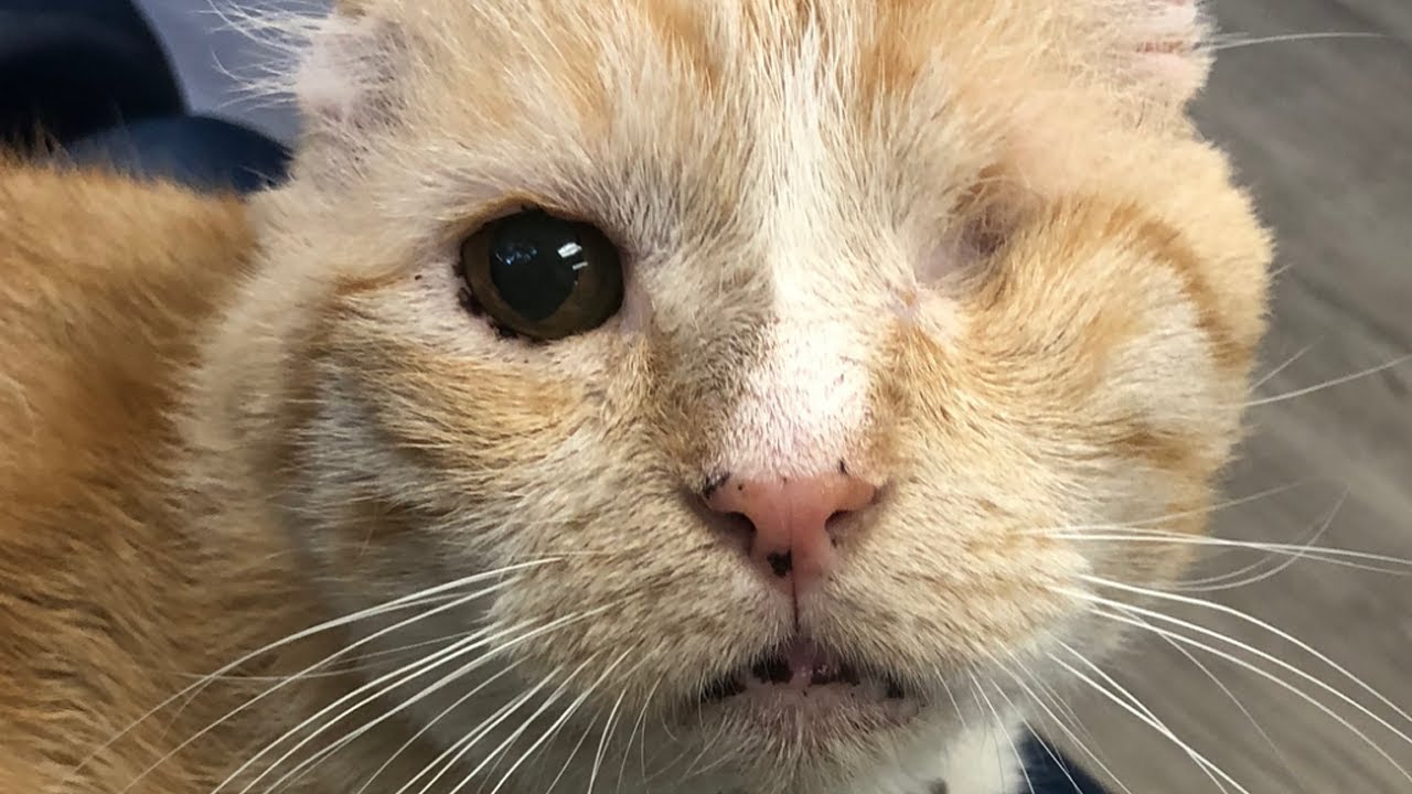 Meet Bruiser, The Handsome One-eyed Cat With FIV Who Was Saved From A Life On The Streets