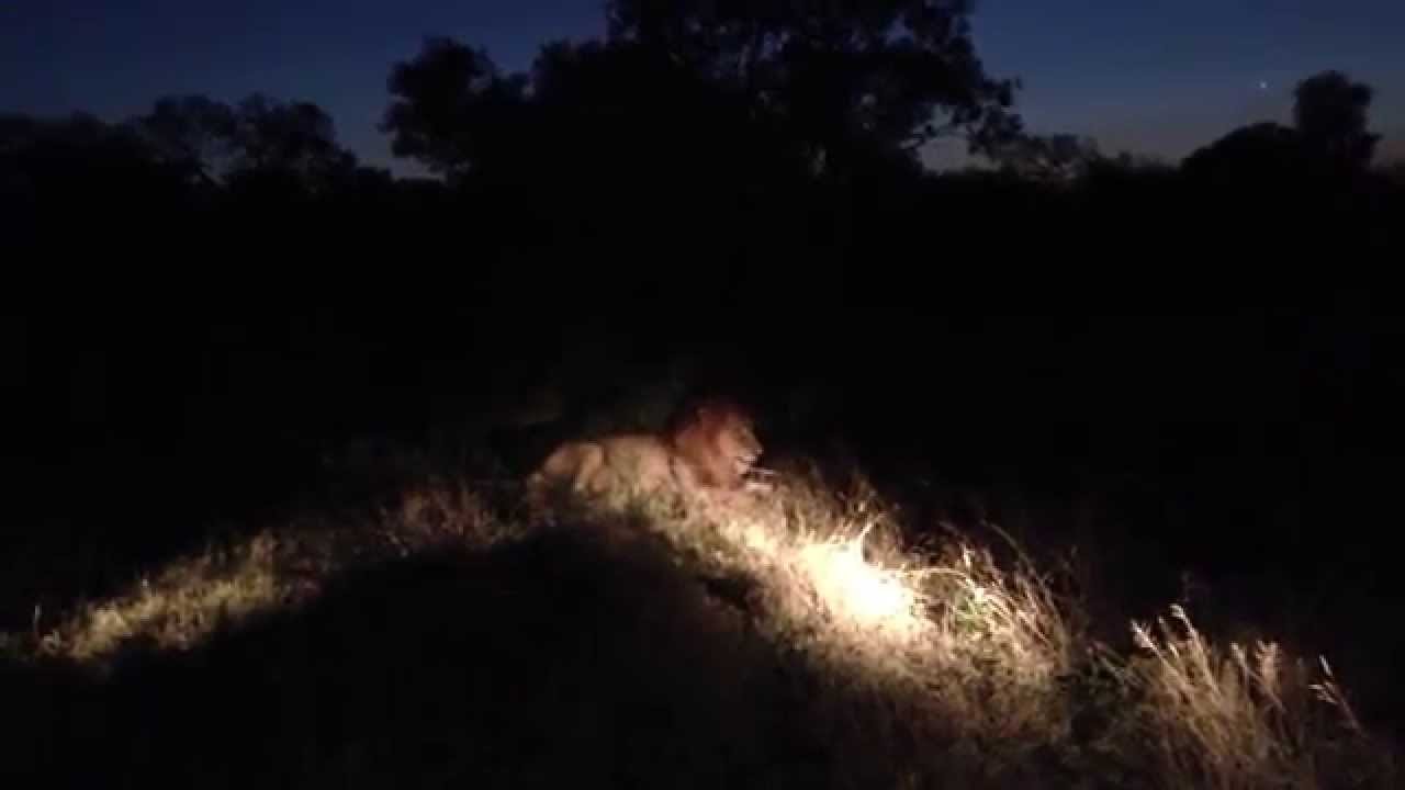 Unbelievable Lions Roar @ ULUSABA