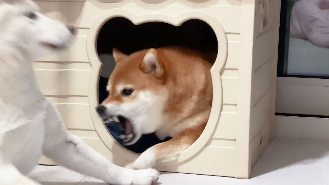 집을 털려버린 강아지 반응 (곰이 집을 털어보았습니다)