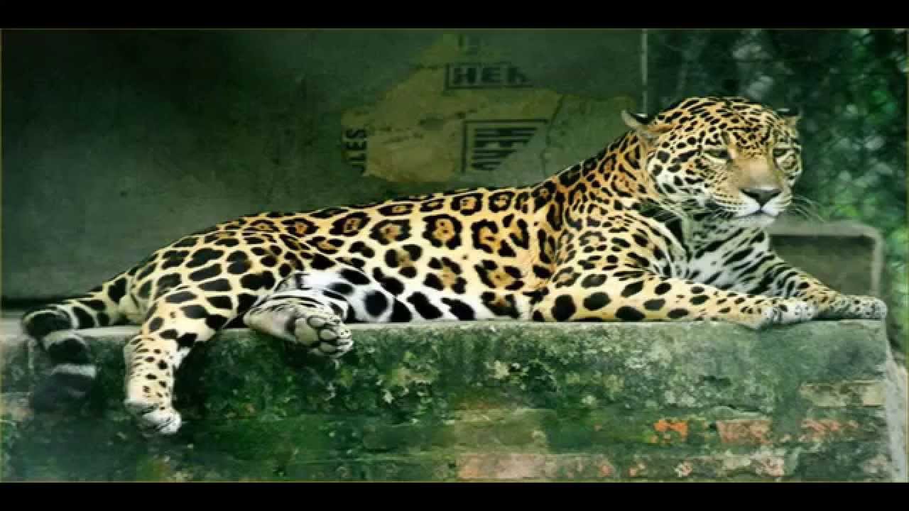 Jaguar Sounds