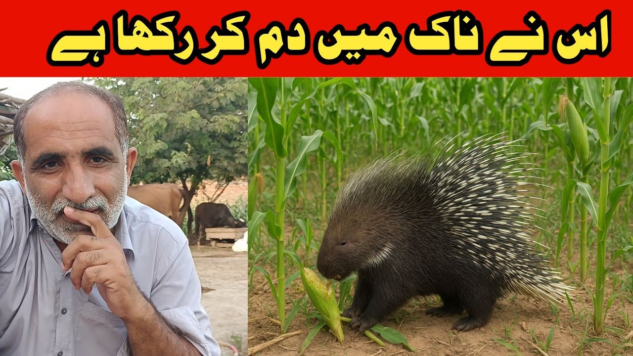 Es janwar ne bahut tang kia howa hy||Chalta Phirta tv