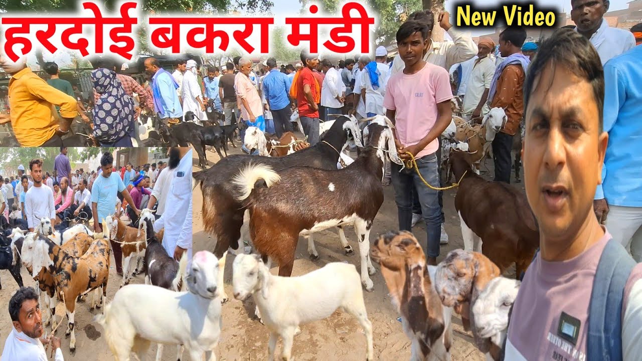 हरदोई बकरा मंडी |Hardoi Bakra Mandi UP 15/05/25 live Update |Bakra Mandi New Video