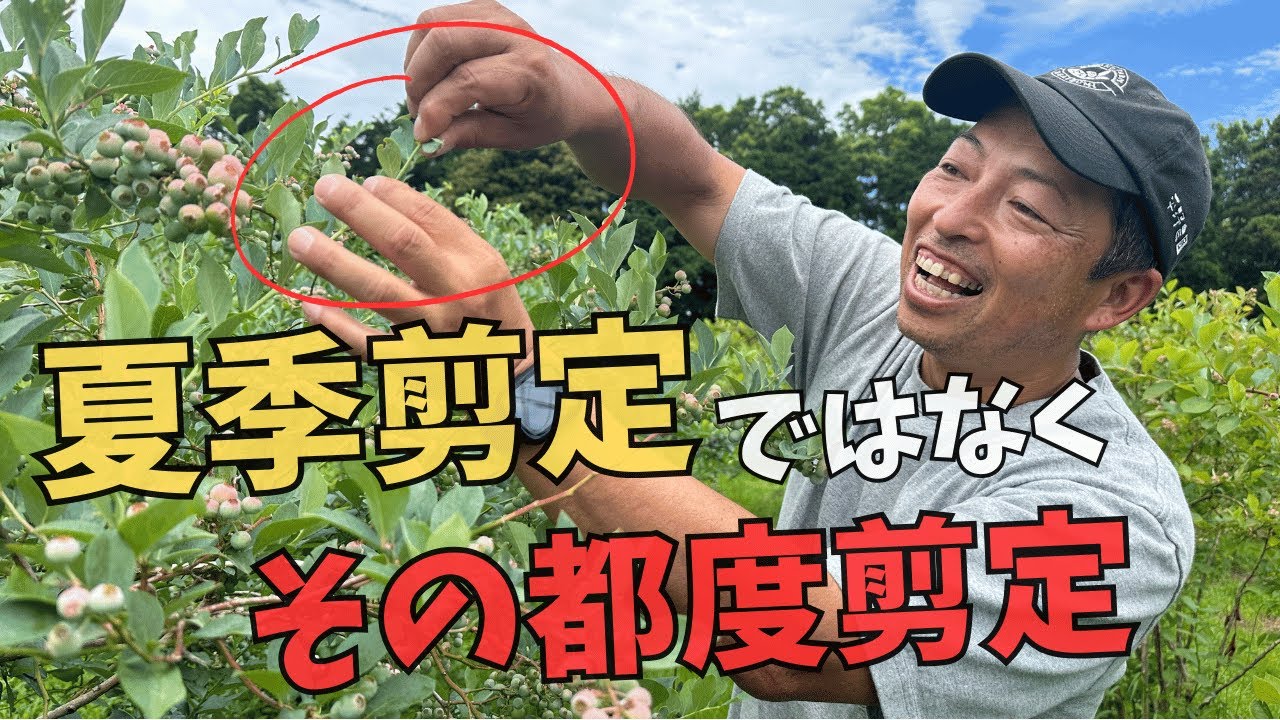 【剪定】ブルーベリー/夏剪定ではなくその都度剪定！