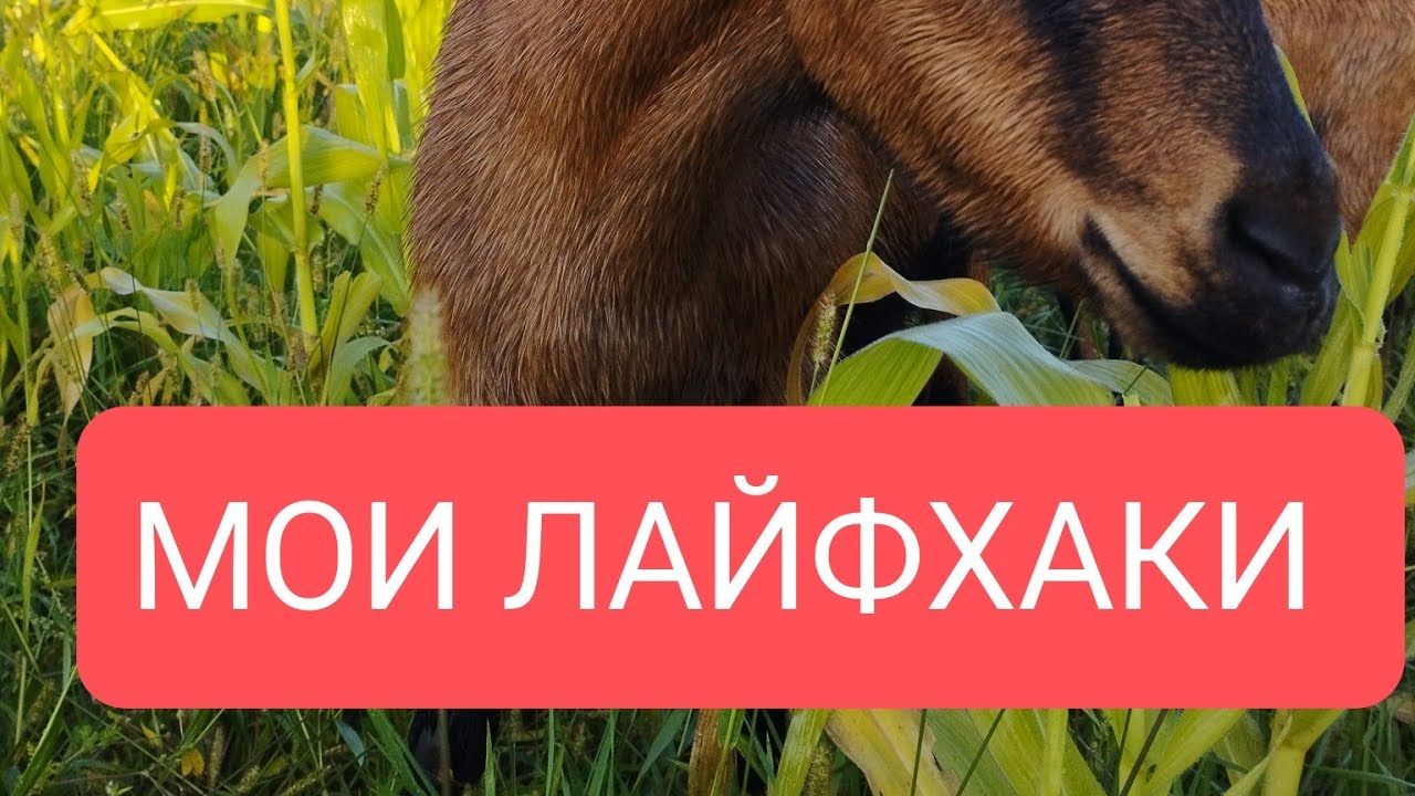 МОИ ЛАЙФХАКИ ДЛЯ ХОЗЯЙСТВА