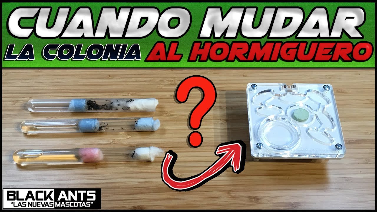 CUANDO MUDAR  LA COLONIA AL HORMIGUERO 