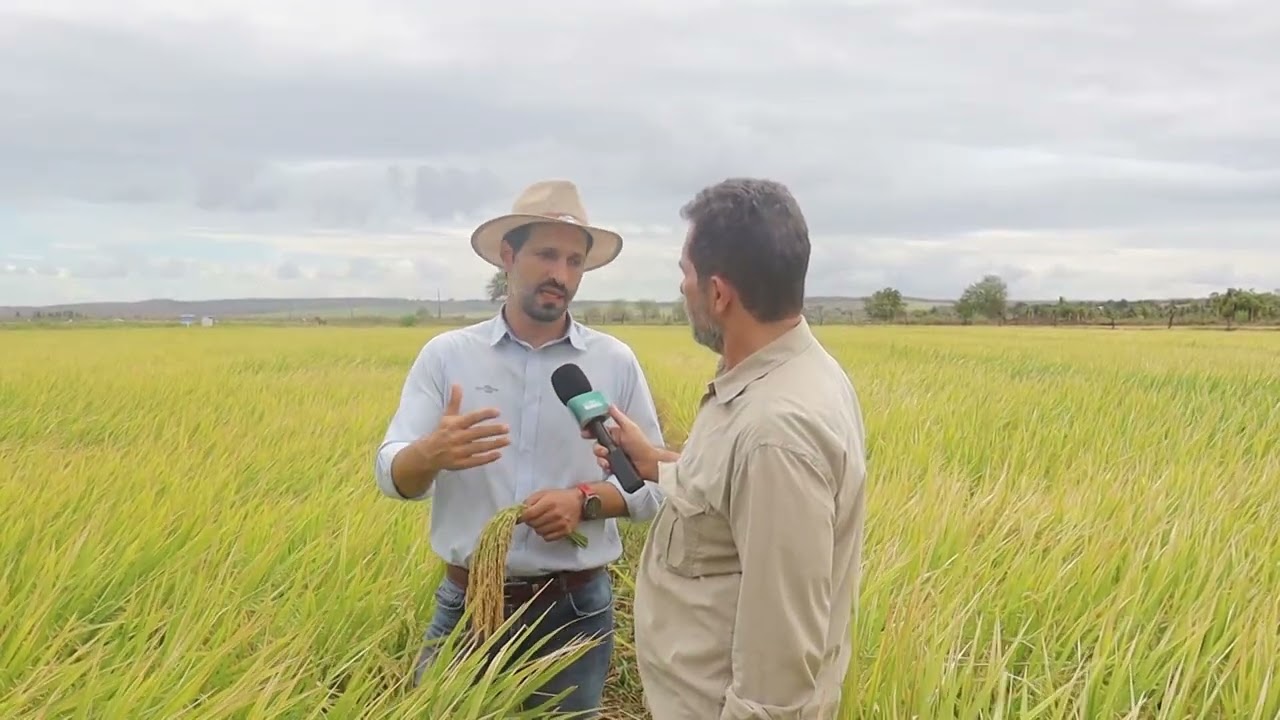 Produção de arroz cresce em Igreja Nova com apoio da Embrapa e do Governo de Alagoas