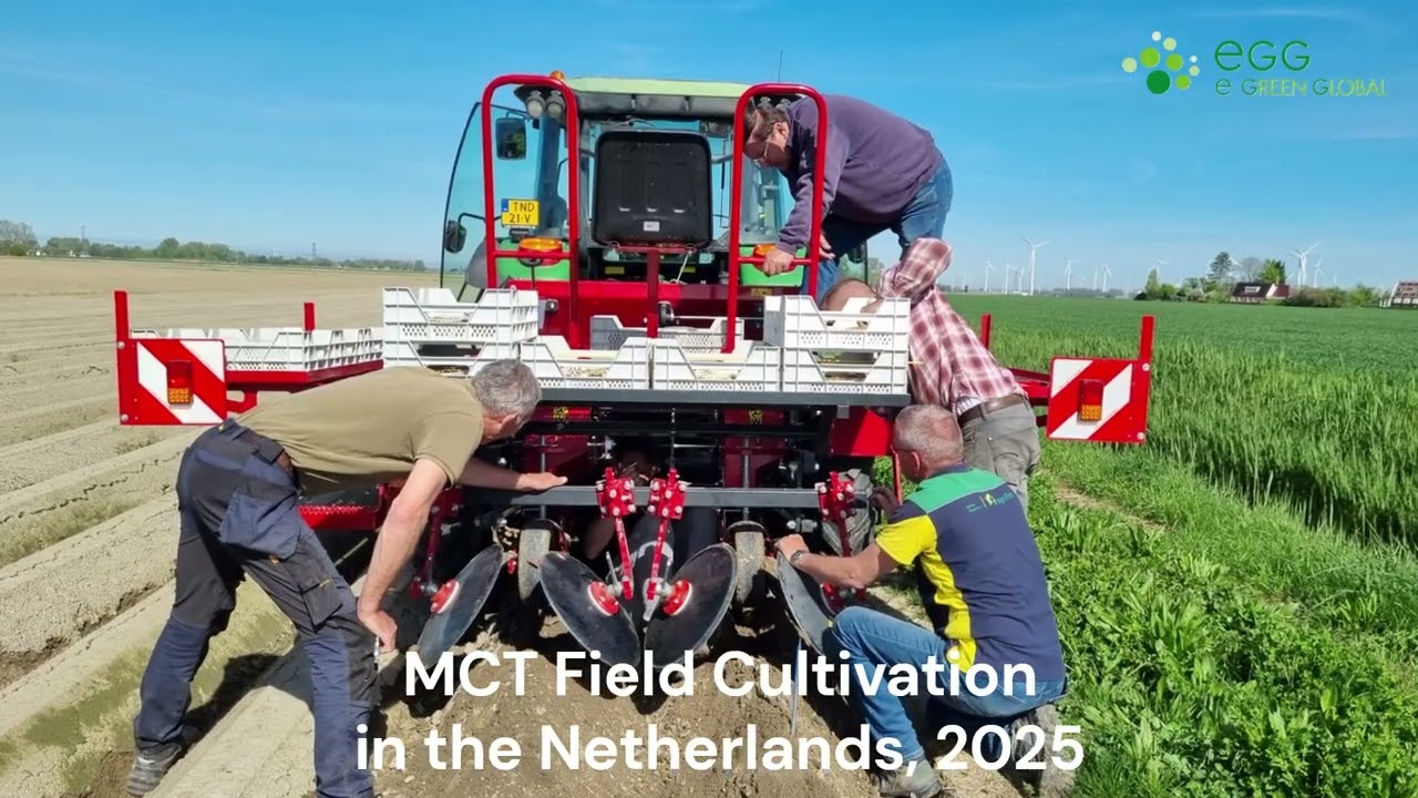 Potato Microtuber(MCT) Field Cultivation in Netherlands