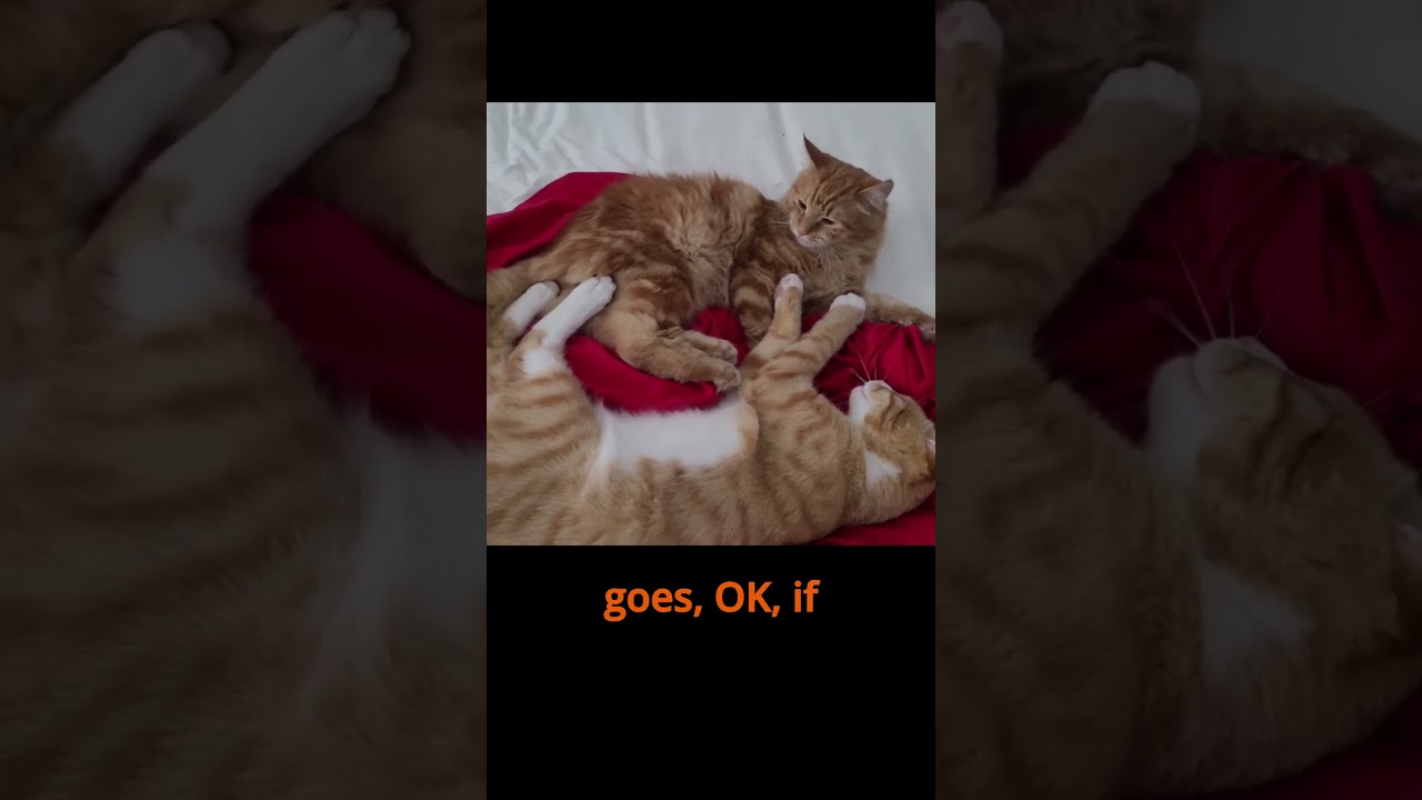 Two Ginger get into it, it's about life 🥲 #cat #pets #smartcat #shortsfeed #pets #cute #cats