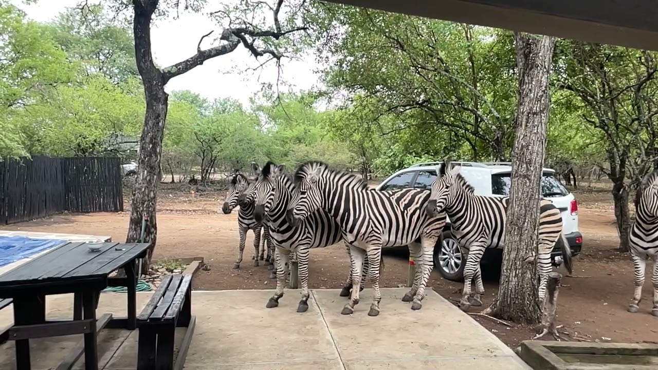 #South -Africa - Marloth Park - Zebra Eating in Front of our House