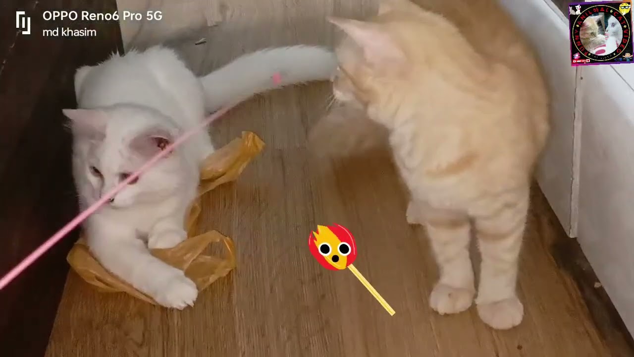 FUNNY CATS are the perfect mood booster 😂 Best FUNNY CAT videos 2024