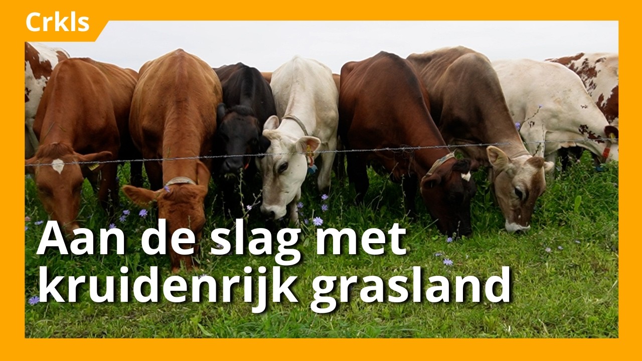 Boeren met Kruiden – Melkveehouders aan de slag met kruidenrijk grasland