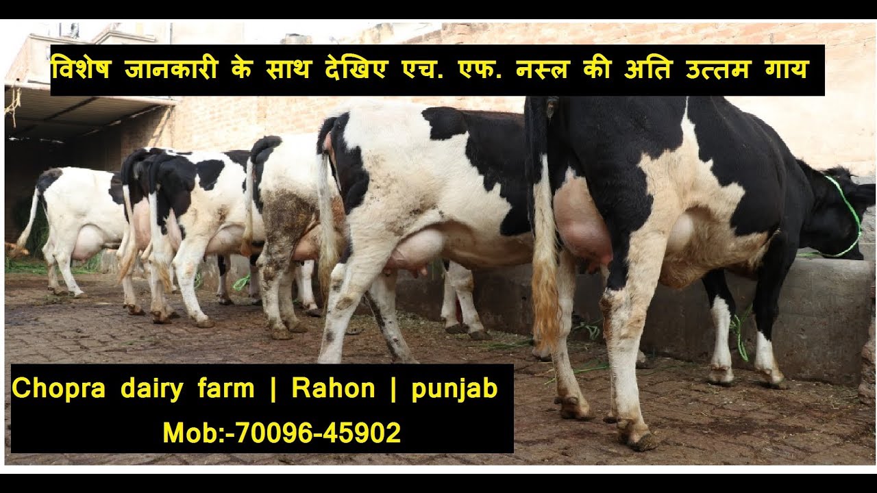 विशेष जानकारी के साथ देखिए एच. एफ. नस्ल की अति उत्तम गाय | Ajay Chopra | Unnat kisan Unnat krishi