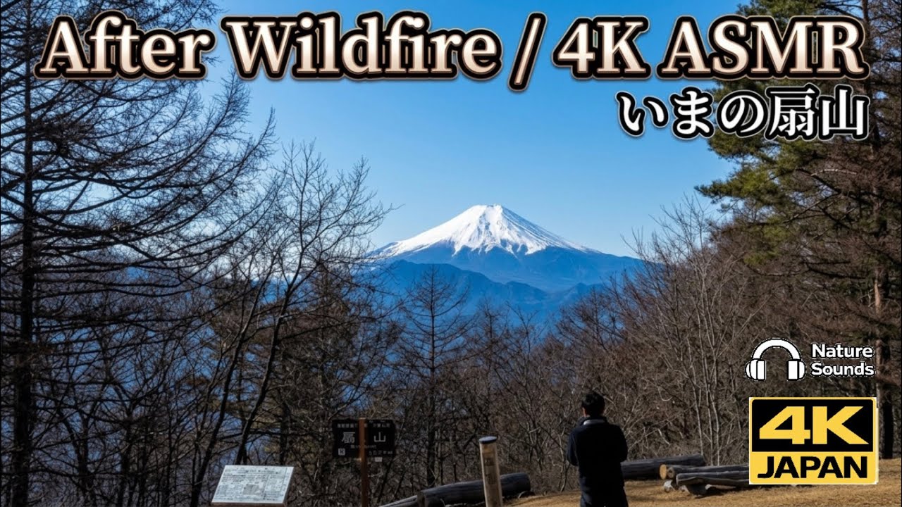山火事後の扇山の今を歩く｜静けさと再生の記録【空撮あり】