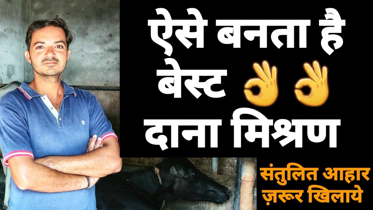 बढ़िया दाना मिश्रण कैसे बनाएं|संतुलित आहार|balance feed for dairy animals|pashucare|