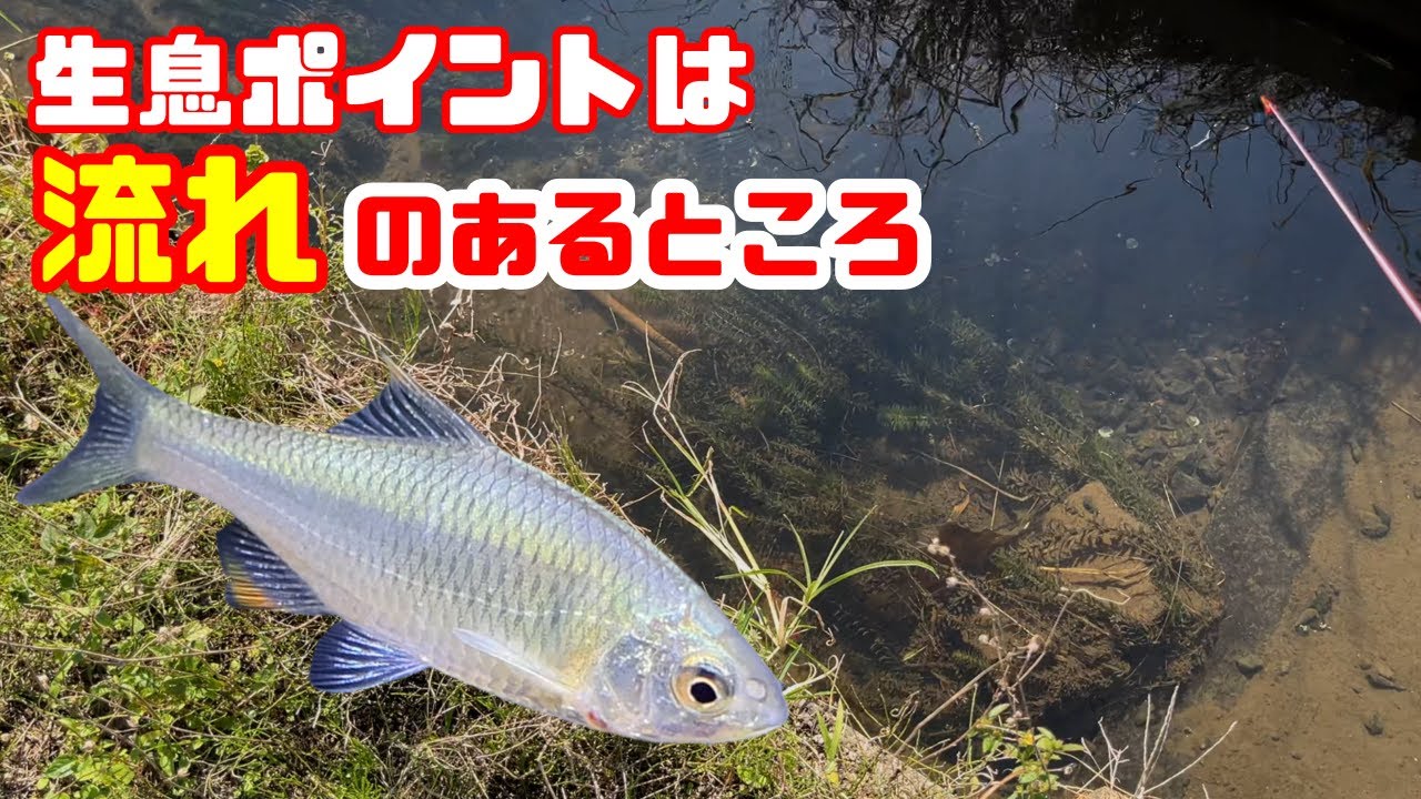 【釣り・タナゴ】ヤリタナゴはここにいた！ポイント探しの本当にあったスーパーラッキーな話/埼玉ママチャリ小物釣りコラボ企画