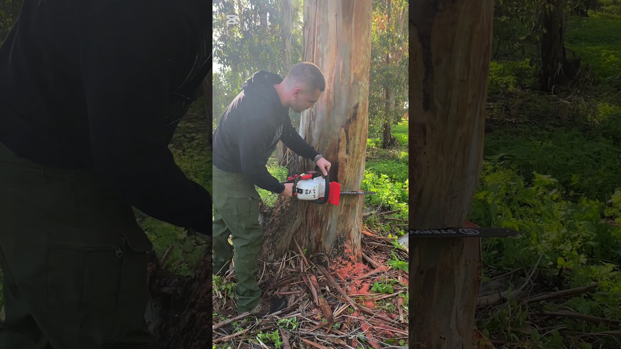 Tree felling🪓🪵 