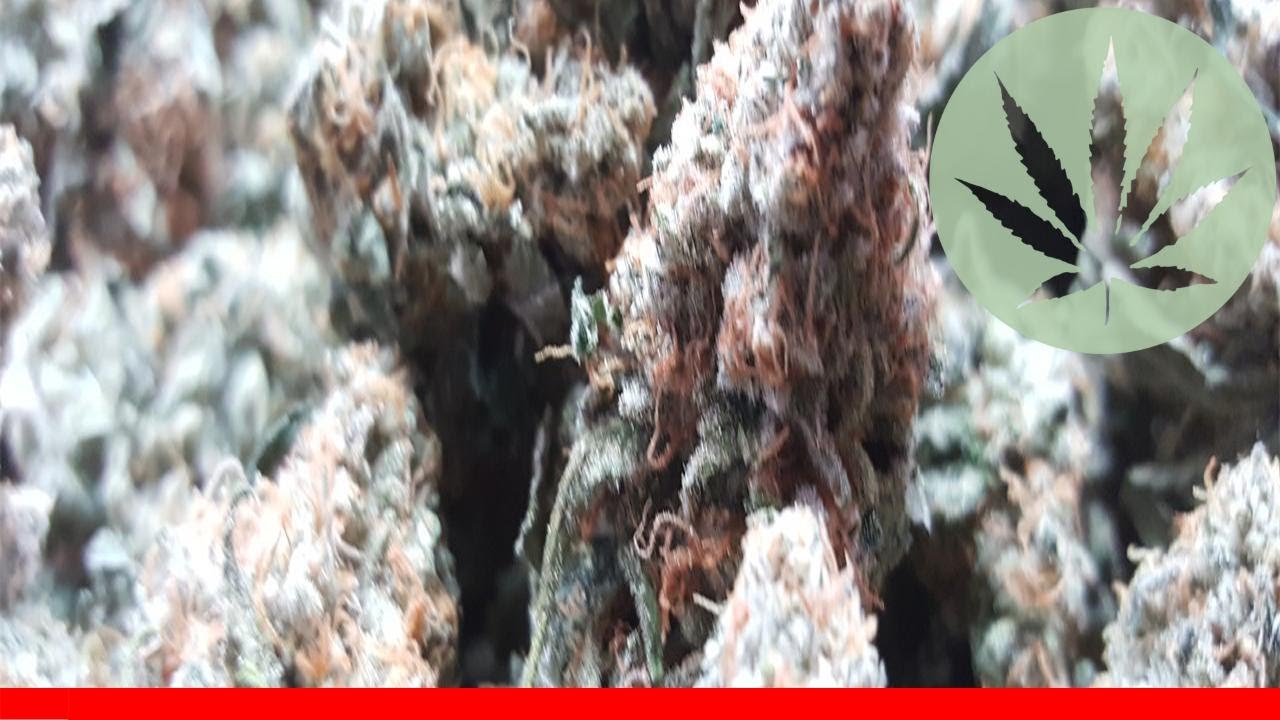 Jenny Kush - All About This Strain