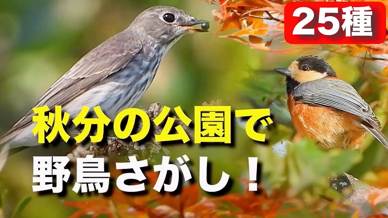 秋の公園で身近な野鳥を探そう！