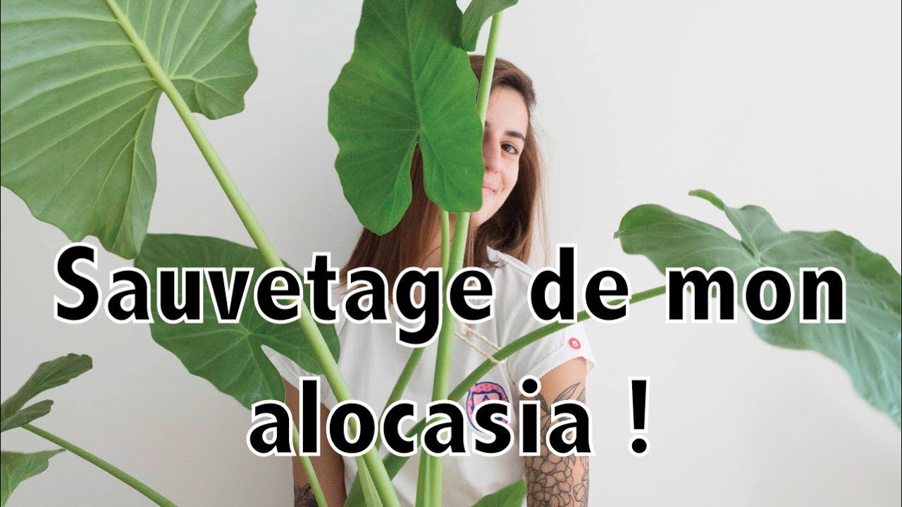 Sauvetage de mon alocasia ! | Vertbobo