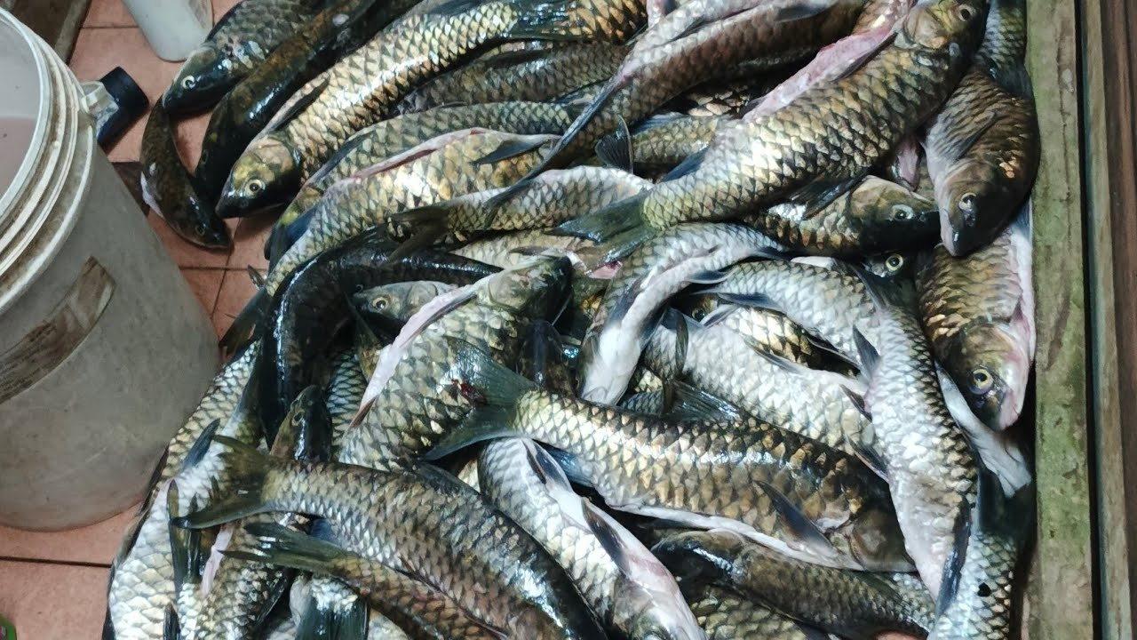Part -3, Hujan deras Dapat Ikan Semah Super Babon di Hutan Borneo 