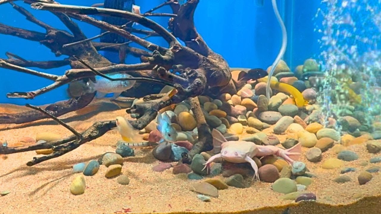 Never Trust an African Clawed Frog - Stocking Disaster