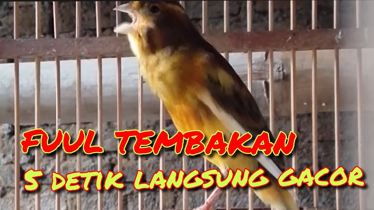 Kenari gacor full tembakan panjang tanpa jeda