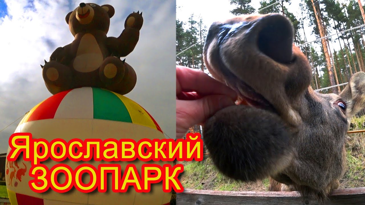 Зоопарк в городе Ярославль.