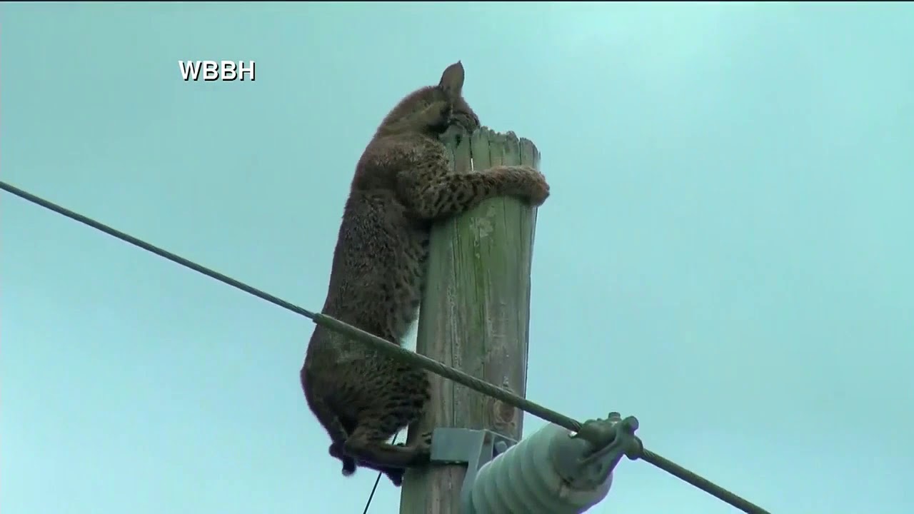 Bobcat seen sitting on pole along Florida interstate