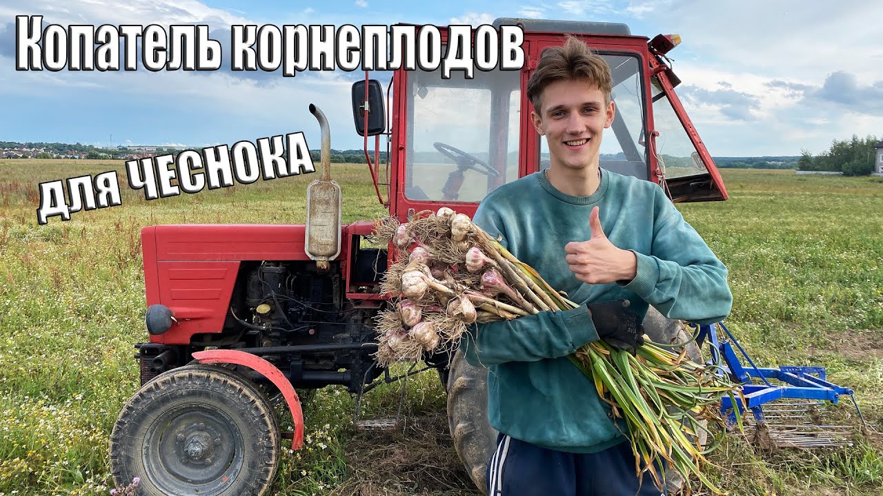 Копатель корнеплодов для чеснока | Уборка урожая 2023 года