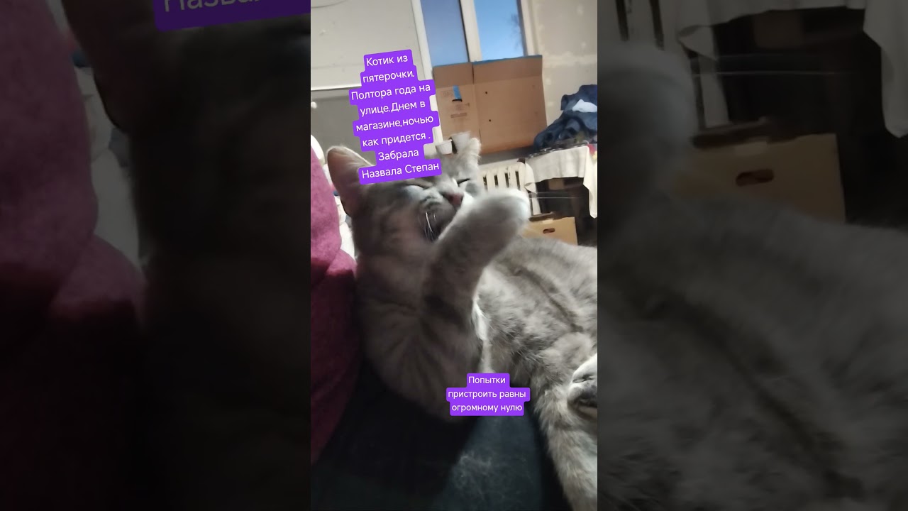 #89066841564 #помощьбездомным #cat #котодомдоброесердце#котик