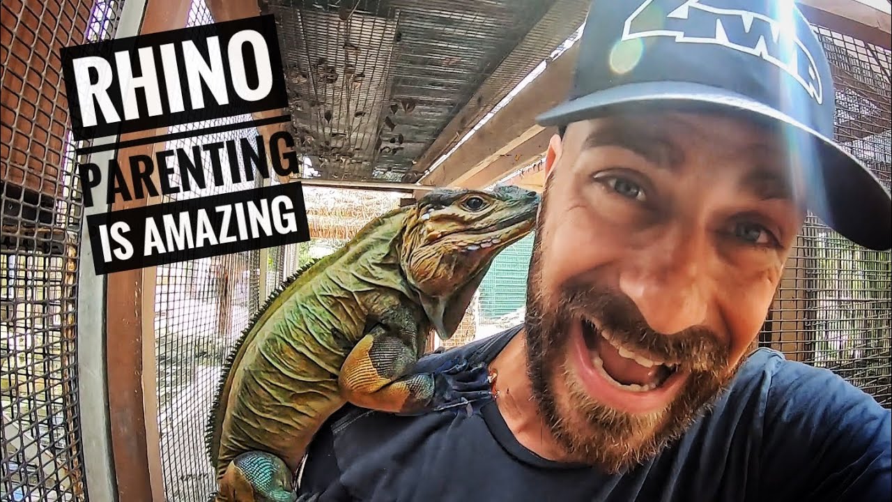 Rhino Iguanas Ain't Easy!