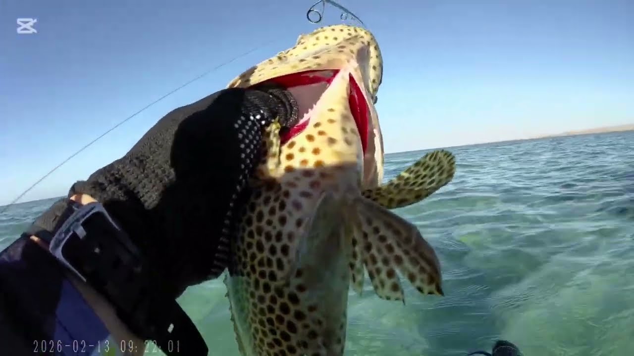 Harvest Grouper using 20g jig #shorejigging #fishing #grouperfish #angler