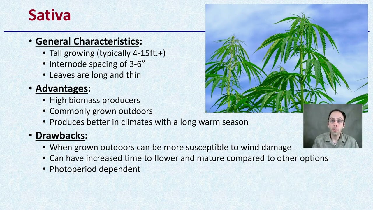Marijuana Classification