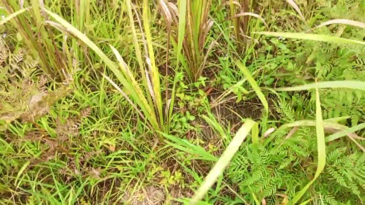 hectares à vendre 8500$ à menkao,c/maluku.+243821095879