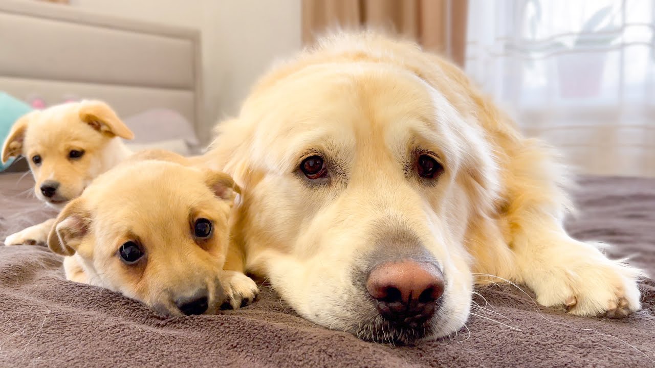 Puppies show their love for the golden retriever
