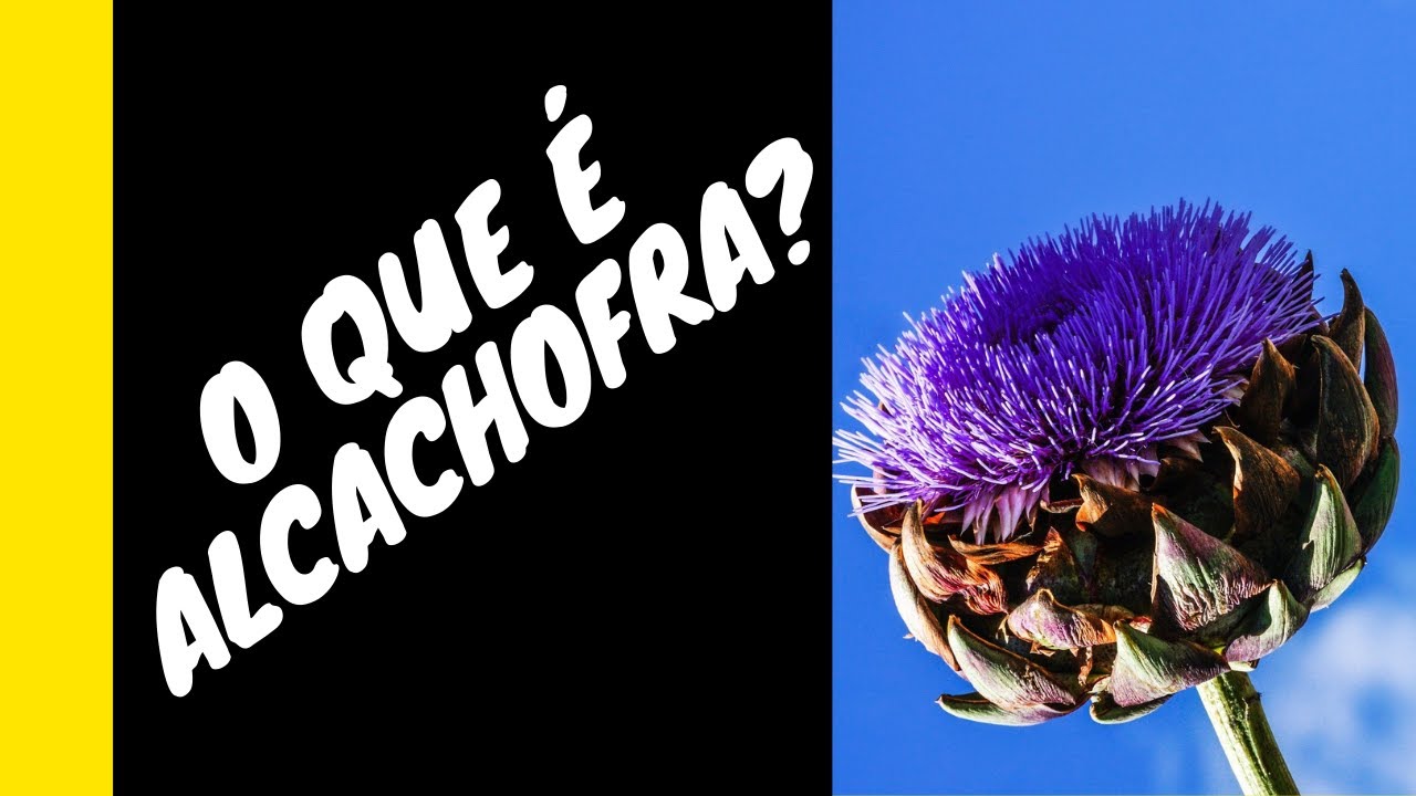 O que &eacute; Alcachofra? &Eacute; uma planta que passa de um metro de