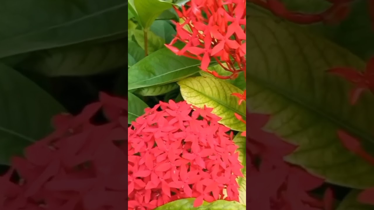 ixora plant care