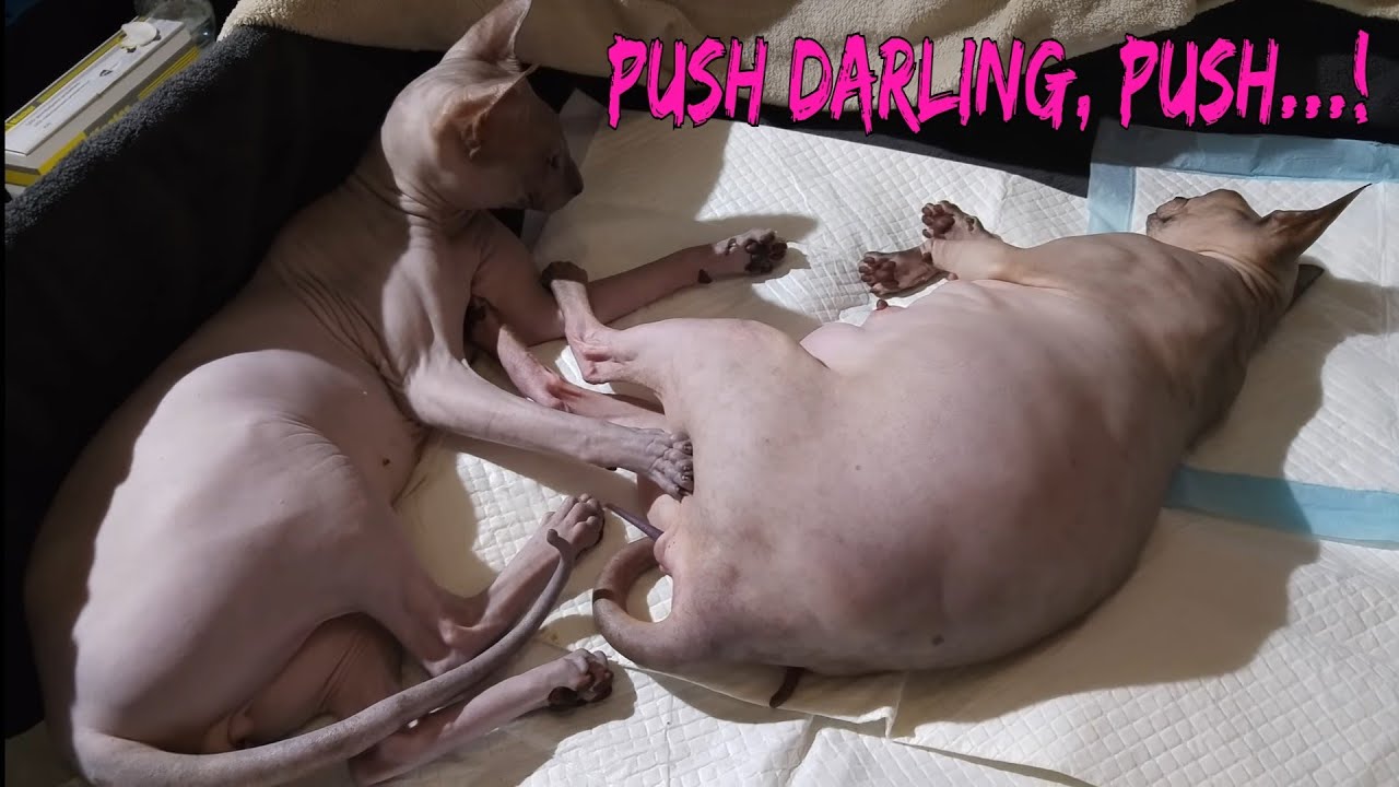 Heart Touching Moments 💓 Sphynx Cats Waiting to Give Birth | EMOTIONAL