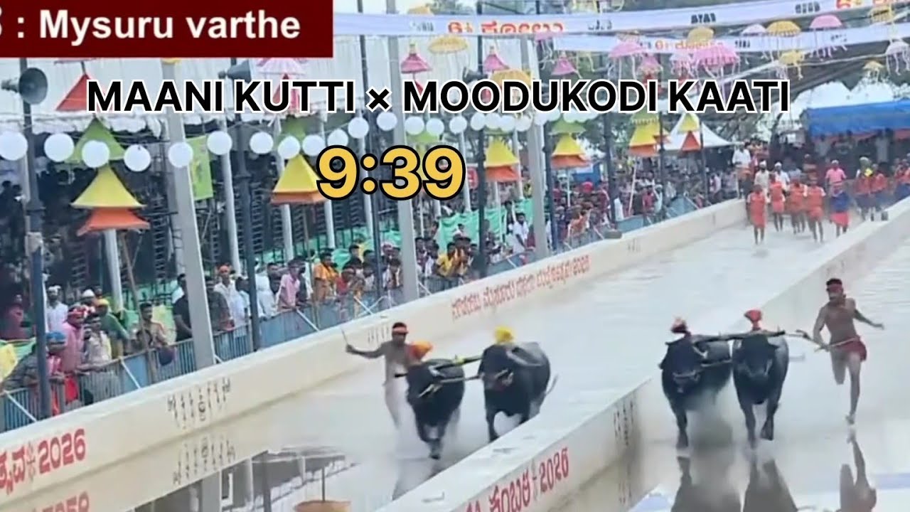 Mysore Kambala Nayerda Malla Quarter Final  Top Race / Mysore Kambala| Kambala | VMGNP| #Mysorekambl