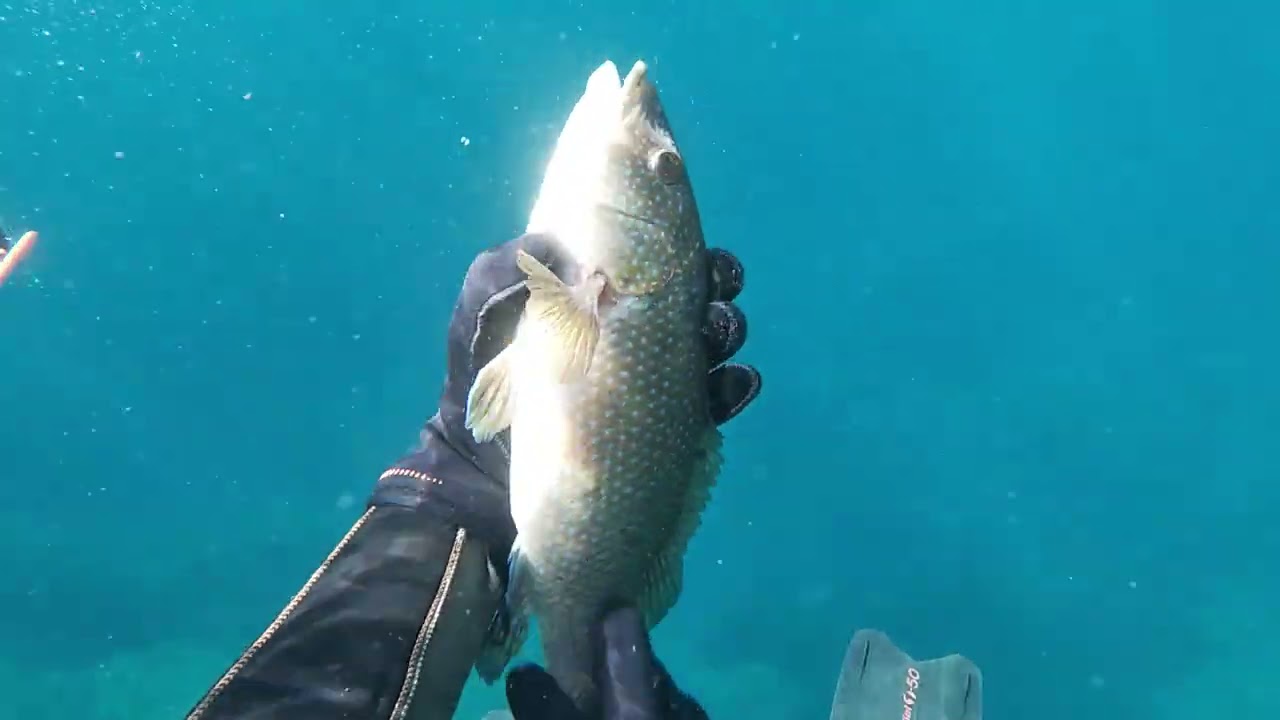 Chasse sous marine: sortie compliquée à l'île d'Or