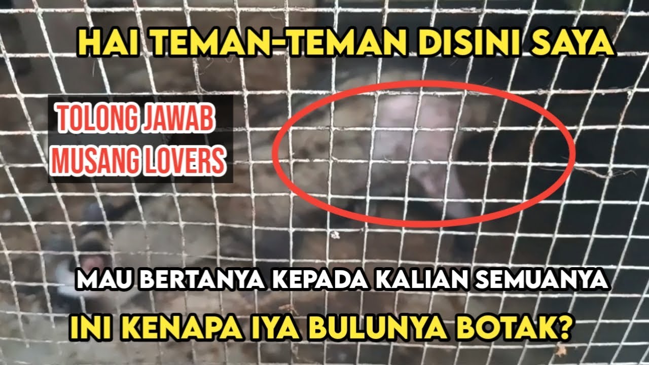 APAKAH KALIAN ADA YANG TAU? MUSANG PANDAN SAYA BOTAK KENAPA IYA? 